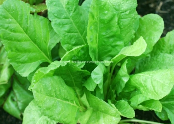 45 வகையான கீரைகள்.. ஒரு வரியில் மருத்துவ குணங்கள்!!!