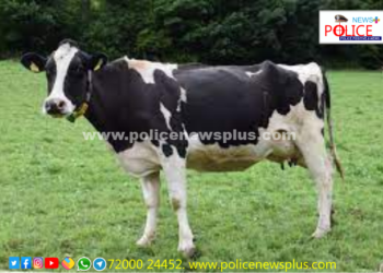 திருவள்ளூர் மாவட்டத்தில் மாடுபிடி வேட்டையில் காவல்துறையினர்