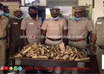 சந்தனக்கட்டை பதுக்கி வைத்திருந்த நபர் கைது