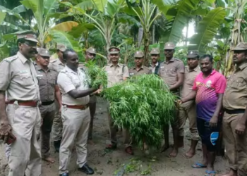 வாழைத்தோட்டத்தில், பயிரிடப்பட்டிருந்த கஞ்சா செடிகள் பறிமுதல்!