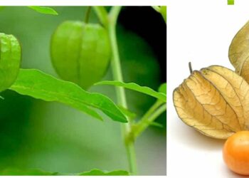 உடலில் பல பிரச்சனைகளை, தீர்க்கும் அரியவகை தக்காளி!