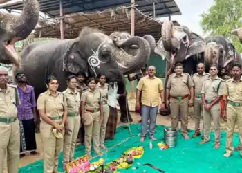 மறுவாழ்வு மையத்தில்,யானைகளுக்கு படையலிட்டு வழிபட்ட வனத்துறையினர்!