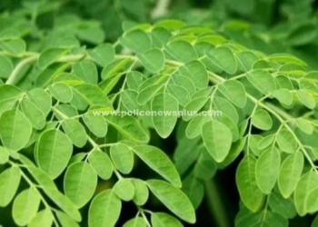 ஹீமோகுளோபின் அளவை, அதிகரிக்கும்  அரிய வகை கீரை!