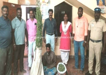 பயிரிடப்பட்ட கஞ்சா செடிகள் அழிப்பு!