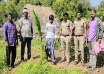 பயிரிடப்பட்ட 500 கஞ்சா செடிகள் பறிமுதல்!