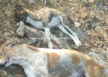 ஒரே நாளில் 50க்கும் மேற்பட்ட நாய்கள் இறப்பு