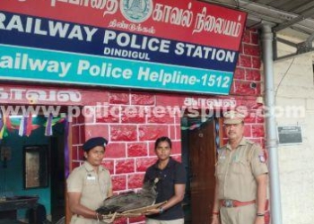 ரயிலில் அடிபட்டு ஆண் மயில் பலி