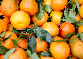 ஆரஞ்சு பழம் சாப்பிடுவதால் ஏற்படும் நன்மைகள்