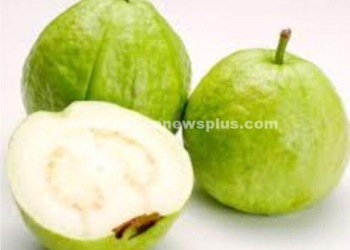 கொய்யாப் பழத்தின் நன்மைகள்