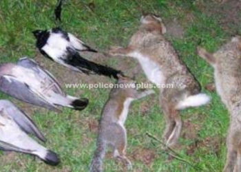 தடையை மீறி முயல் வேட்டையாடியதாக 26 பேருக்கு அபராதம்