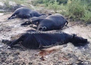 மின்சாரம் தாக்கி  மாடுகள் பலி