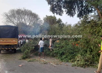 மரக்கிளைகள் விழுந்ததால் போக்குவரத்து பாதிப்பு