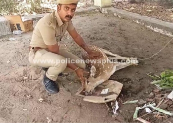 லாரியில் அடிபட்டு புள்ளிமான் உயிரிழப்பு