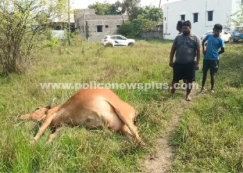 மின்சாரம் பாய்ந்து பசு மாடு உயிரிழப்பு