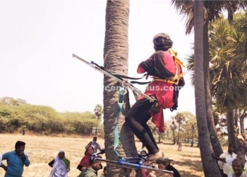 பனை மரத்தில் ஏறி பெண்கள் சாதனை